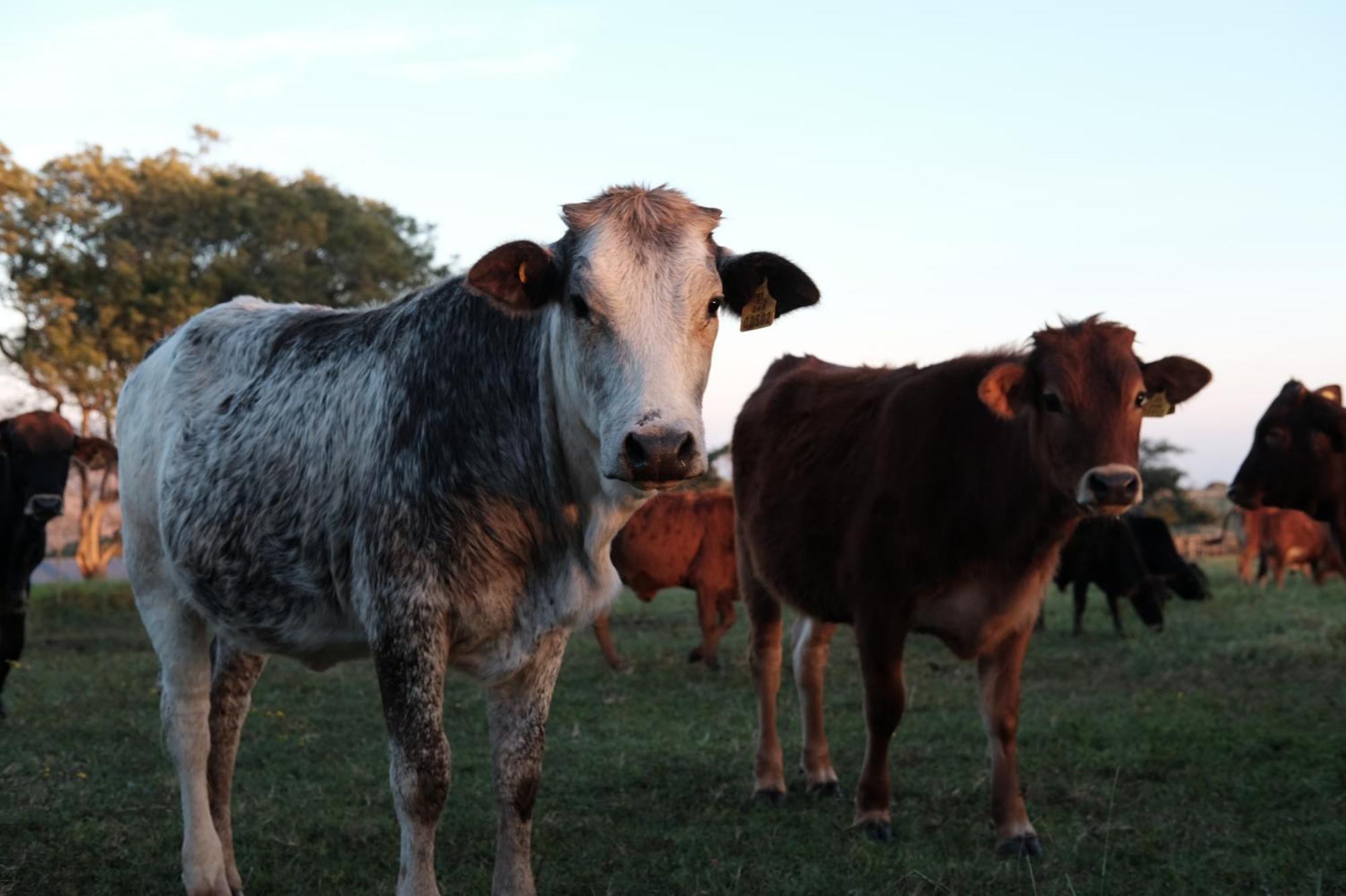 Mabuda Guest Farm Siteki Ngoại thất bức ảnh